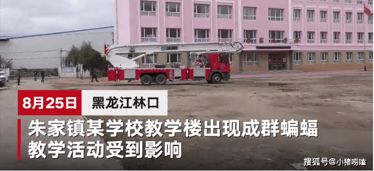 【亚搏手机版app下载】
惊了!黑龙江一学校教学楼发现蝙蝠 消防员拆除石膏板一幕太吓人(图3)