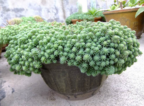 多肉怎么养叶片饱满不疯长 5ab612d6bc334a6c97d411dc38e28c05.jpeg