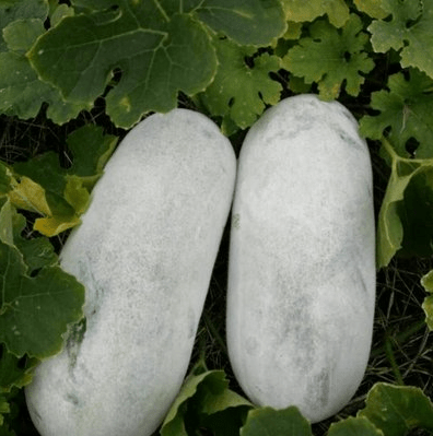 素炒冬瓜的家常做法夏季 6525da29efef4c53a45ae06eb2120df7.png