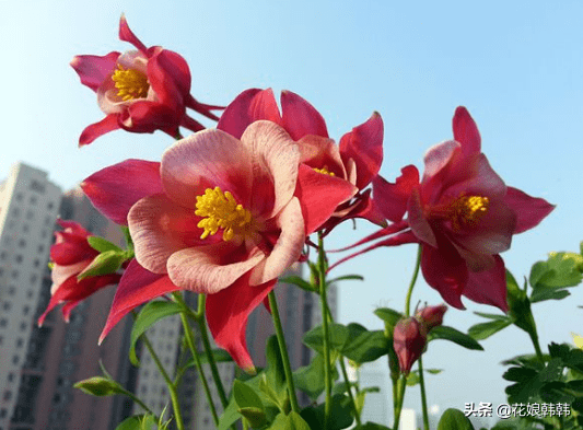 什么可以让植物少掉花 78d9dcc23a7f4c6b80a90263d7c80dd3.png