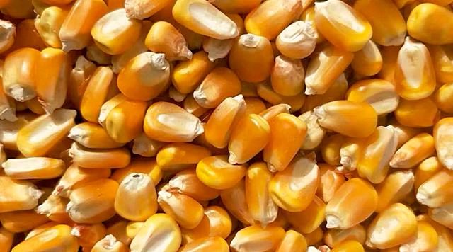 玉米今日价格山东济南 0dd3399c161a42d8b4f0afa4e5396a82.jpeg