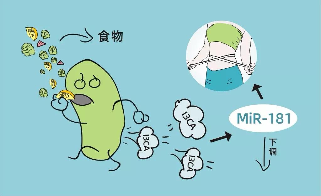 射手座是吃不胖体质吗 射手座吃不胖？科学家连夜翻星座书的真相让所有人沉默