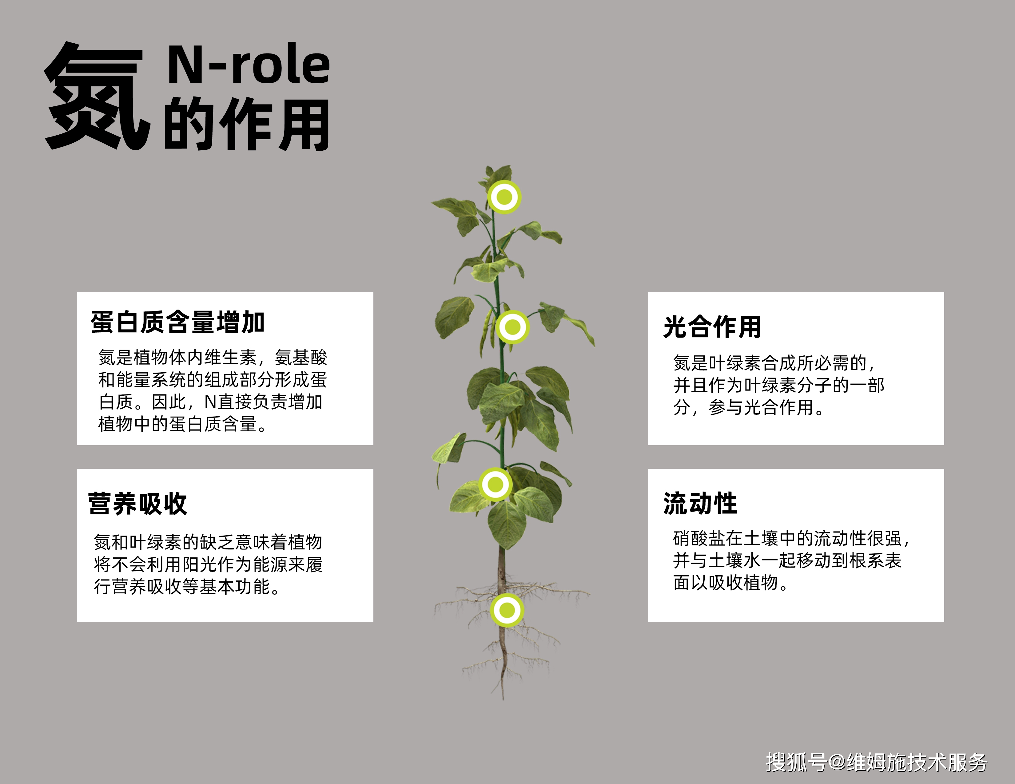 氮是植物生长所必需的,并且是每个活细胞的一部分.