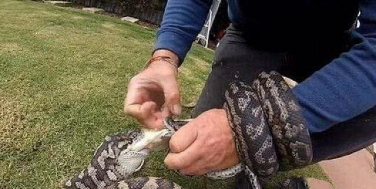两条蟒蛇为了争口吃的,缠在一起打架,主人看见后上前拉架!
