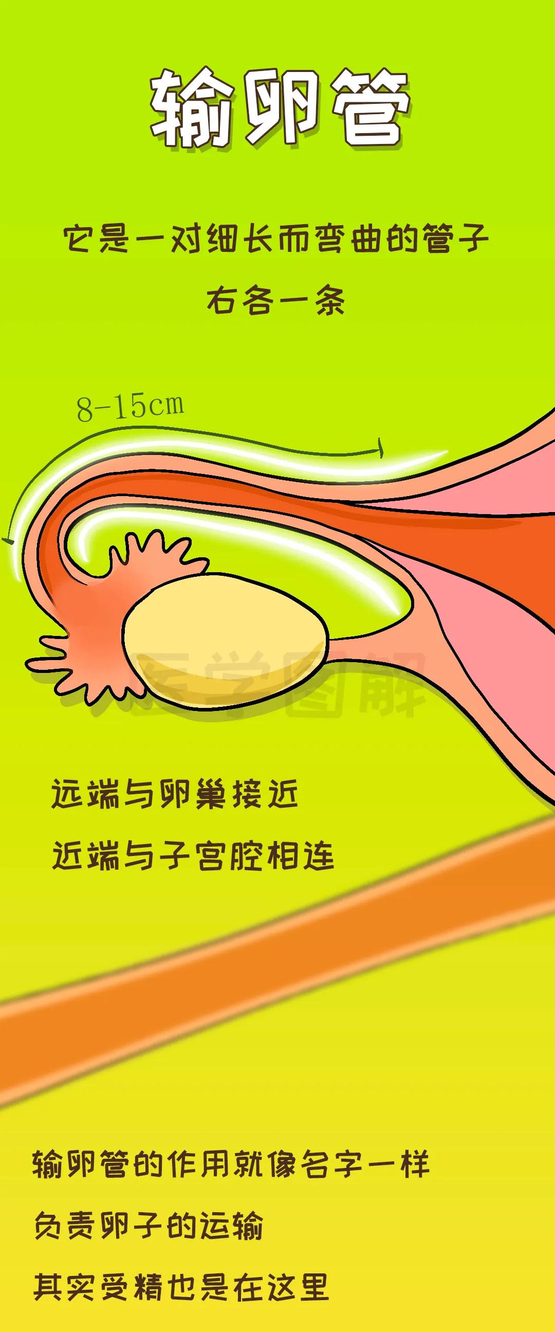 输卵管—女性怀孕的必要通道,直到怀不上才会发现它堵了!