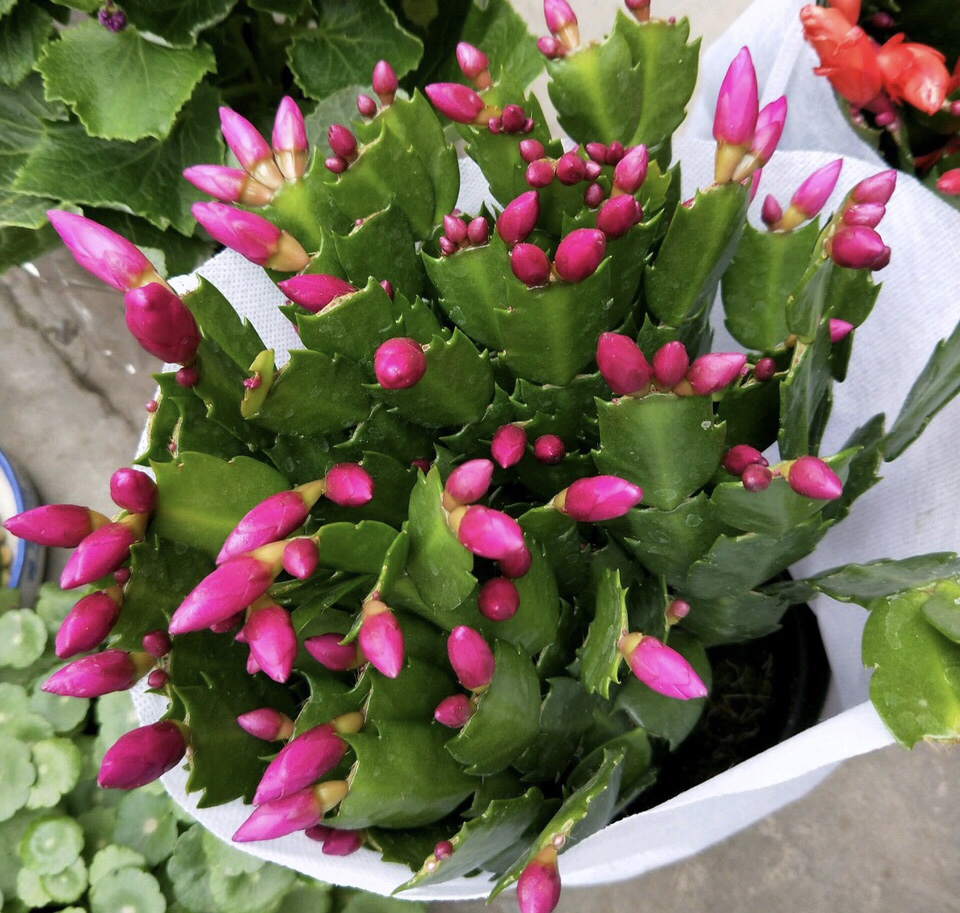 几月份嫁接蟹爪兰比较好 0c325d69dc2740e189862c18e2acefd3.jpeg