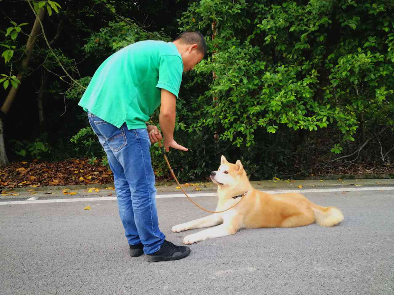 训犬18种图及手势训犬这些事情要注意