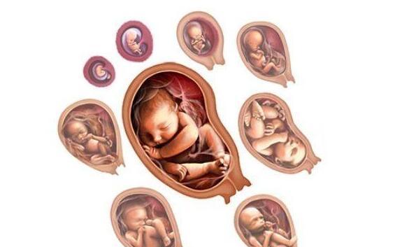 原创十月怀胎,胎儿哪个月份增长得最快?医生提醒:这个月份长得最猛