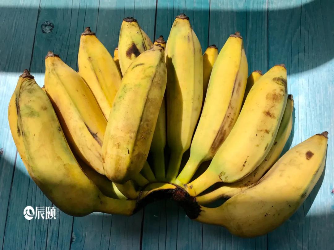 辰颐物语:「丑蕉」丑八怪也有春天,颜控时代只想选择这把丑芭蕉_香蕉