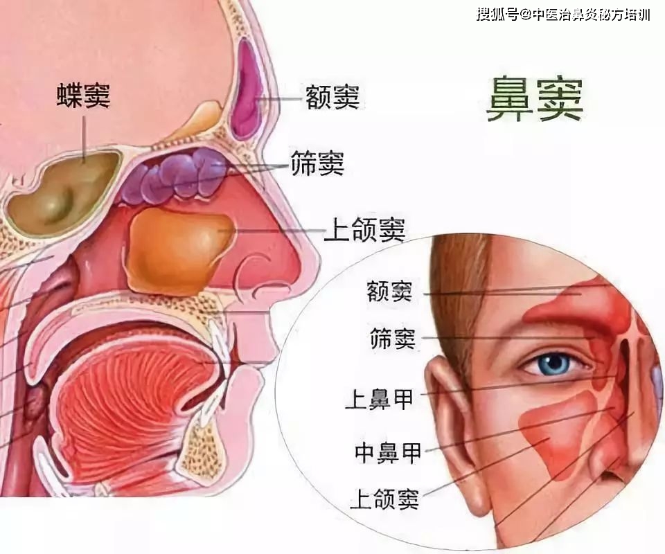 原来鼻炎会对视力带来如此的影响!_鼻窦