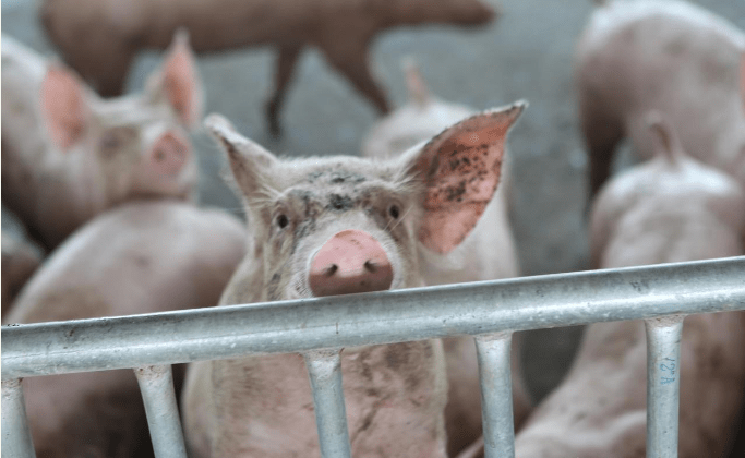 啥是猪蛋白 dfda75b5fbac4fe8ac72d9941ed196da.png