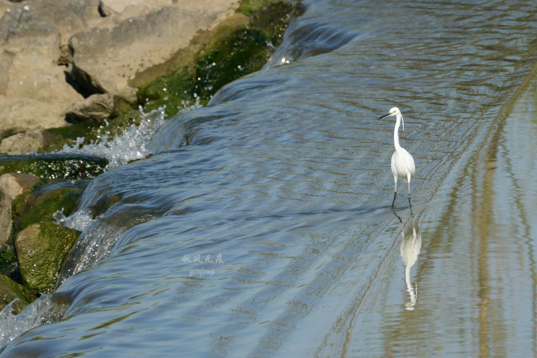 浐灞(|西安蓝里的浐灞，鹭鸶嬉戏，花草灿阳，留下湿地美幻时光