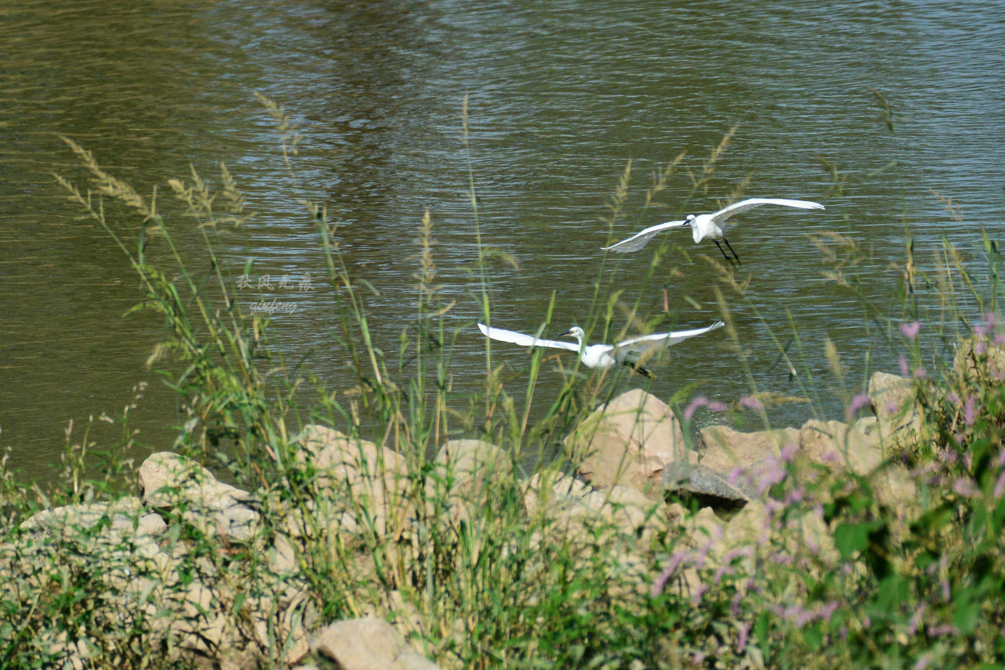 浐灞(|西安蓝里的浐灞，鹭鸶嬉戏，花草灿阳，留下湿地美幻时光