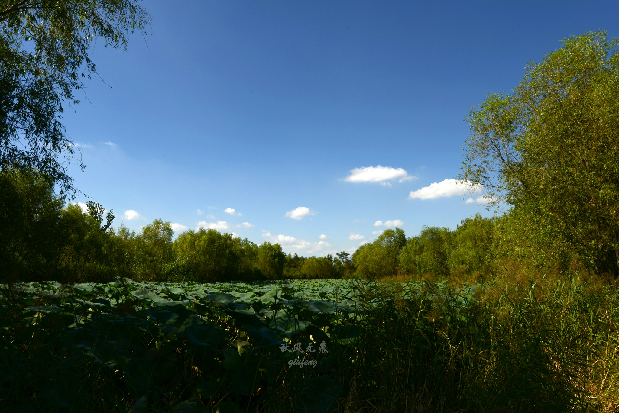 浐灞(|西安蓝里的浐灞，鹭鸶嬉戏，花草灿阳，留下湿地美幻时光