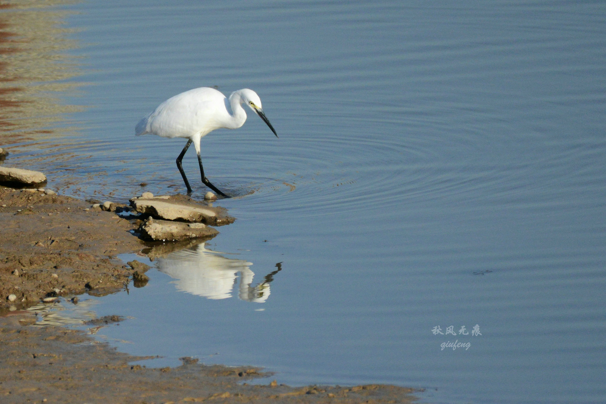 浐灞(|西安蓝里的浐灞，鹭鸶嬉戏，花草灿阳，留下湿地美幻时光