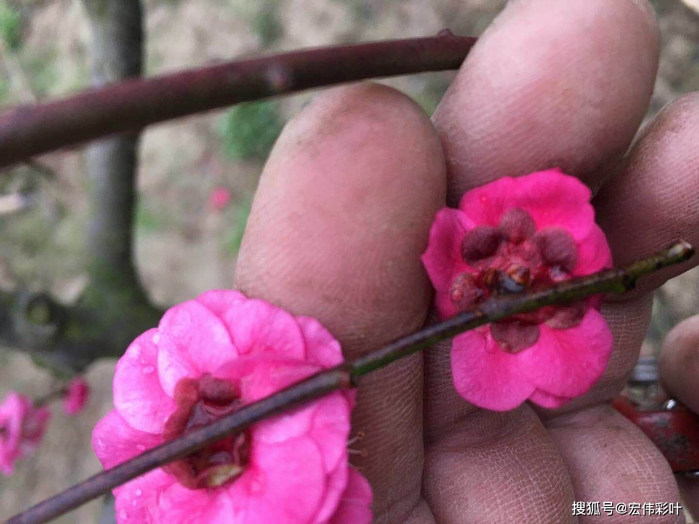 江西梅花 骨里红垂枝梅 红梅 抚州基地 实生梅花 南城