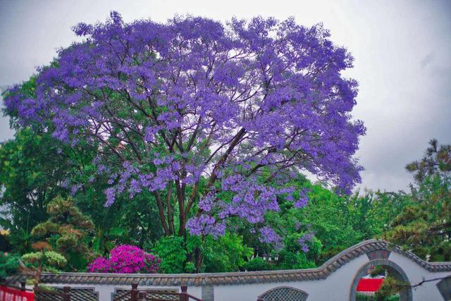 蓝花楹花海