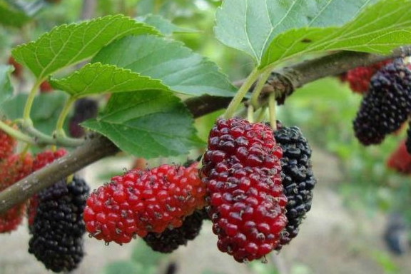 养脾胃最好的水果是什么 f31b502b92c949158d16a8a8f2ec92cb.jpeg