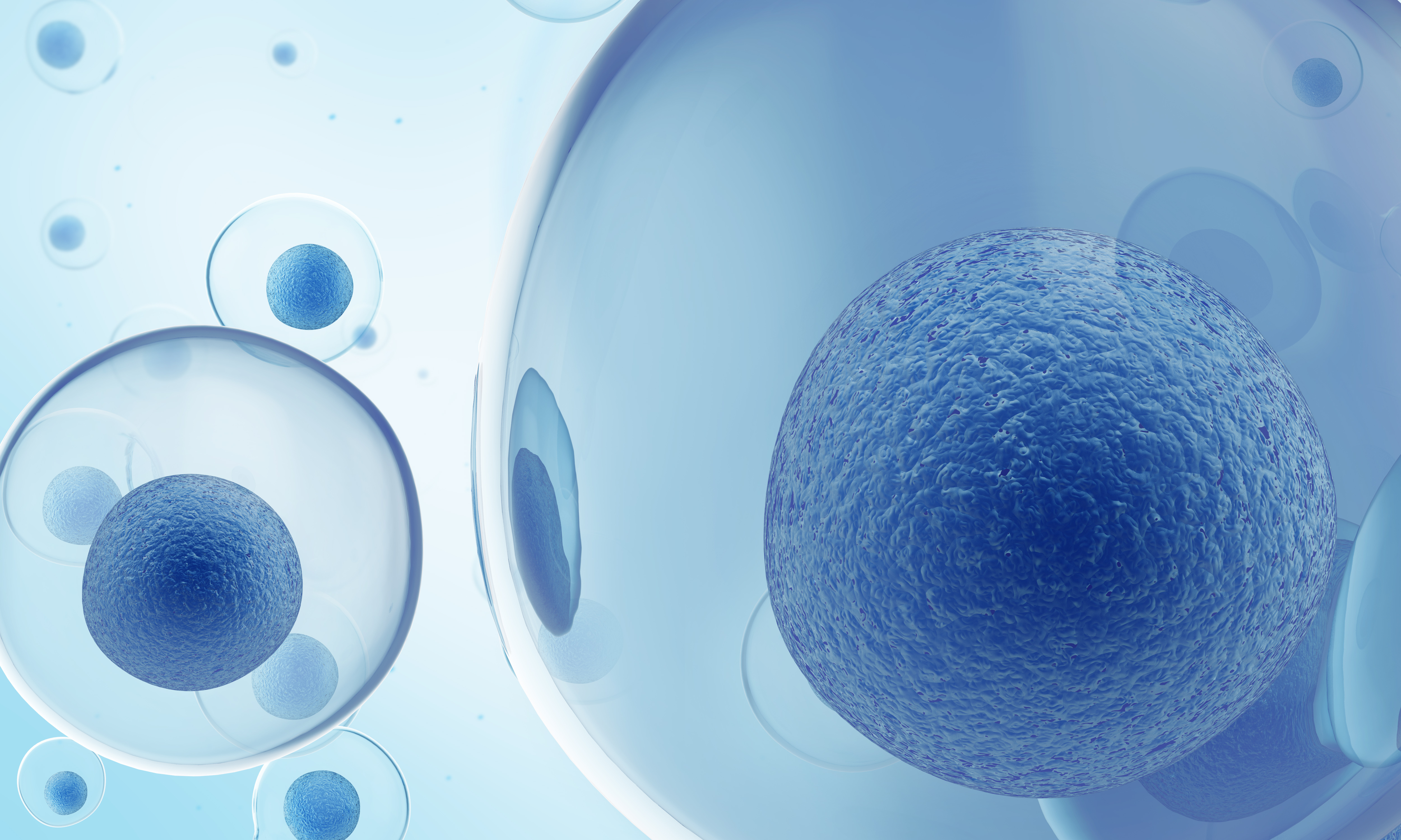 人造肝脏—干细胞构建人源肝脏移植到大鼠体内