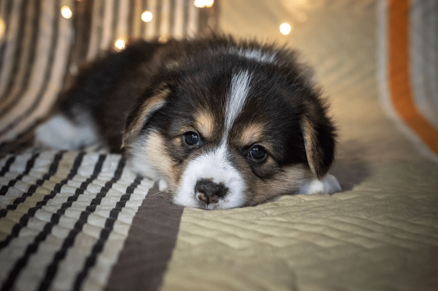 幼犬晚上叫怎么办