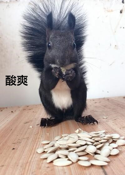 小松鼠嗑瓜子一会儿就能吃一大堆可爱一幕
