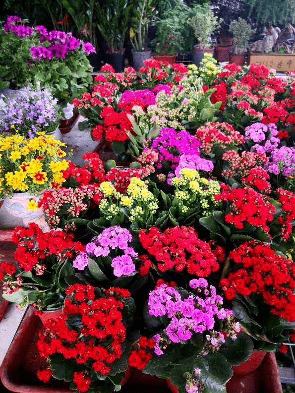 怎样网上购买鲜花 301834f41b8741fa8a2d392507329f95.png