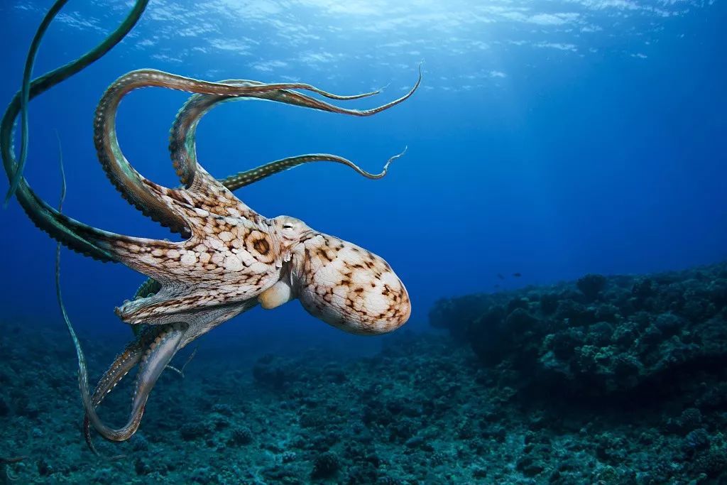 为什么说章鱼不像地球生物