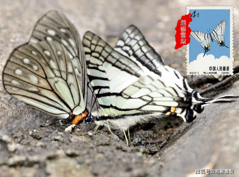 中国最珍贵的20种蝴蝶图片,帮你辨别蝴蝶还是蛾子