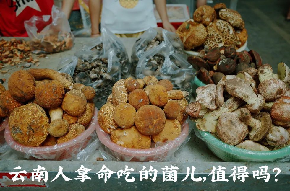 云南人口味_云南人