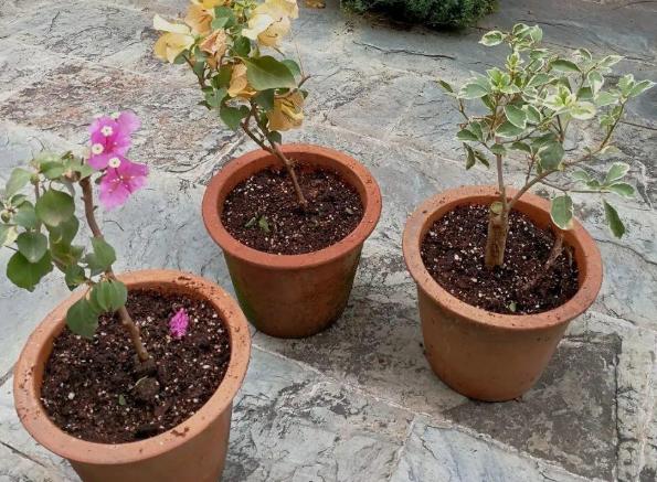 盆栽花卉种子直销商 952126603bdf41fb80b0316b89aac568.jpeg