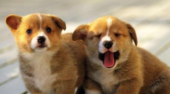 如何正确饲养柯基 953290ecdf1e4b578000f9bf0fb32eab.jpeg