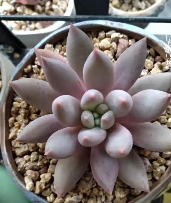 多肉怎么养出糖心 d8a622b468b64197ad94b095589d1086.jpeg