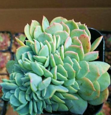 多肉植物怎么养才能上色彩 244ffff3236e402f9b095e0327483ad7.jpeg