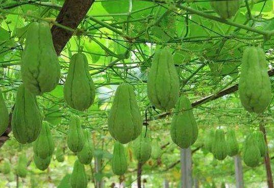 佛手瓜的功效与作用是什么样的 ae3ba188a799408282a612f85d8763c8.jpeg