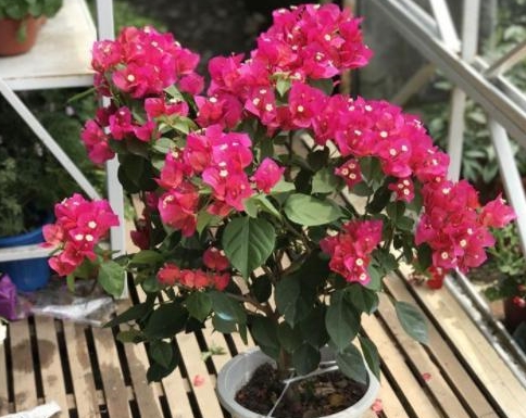 三角梅开花后施什么肥 17141dcba44147aca67e307e78d6fd71.jpeg