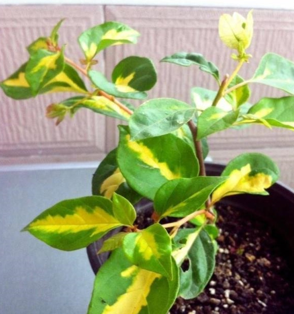 几月份扦插长寿花 85ebae17c39e48858ba306413f849225.jpeg