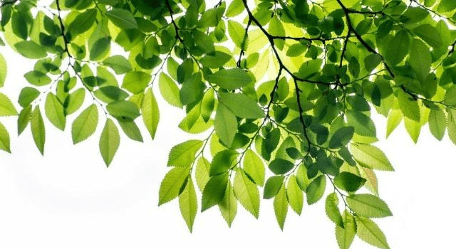 原创可以吃的5种树叶,每一种都随处可见,第一种很多农村人都吃过