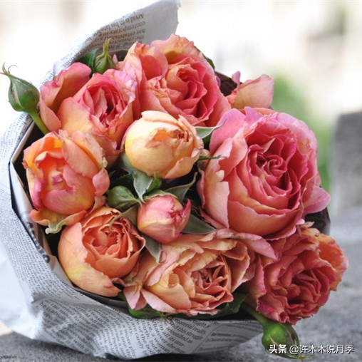 月季怎么浇水才能不烂根 d2232cba10ae424abbeb086df7c09233.jpeg