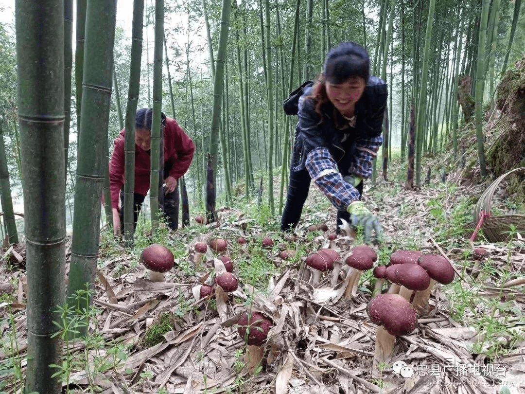 红松茸食用菌新秀