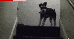 搞笑gif:妹子,还是找把锤子砸吧,要不然得光着脚回家了