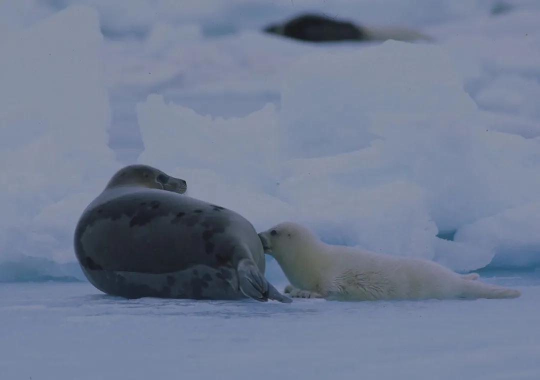 正经科普我们的动物朋友求抱抱的海豹