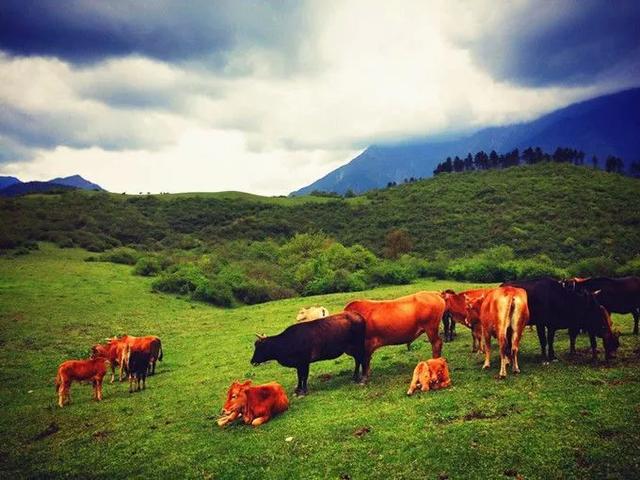 草原的深秋曲谱_深秋落叶图片(3)