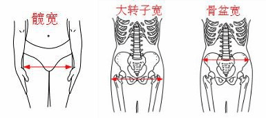 大转子点间宽:指的是大腿骨左右侧大转子最向外侧突出点之间的直线