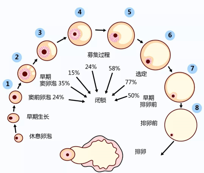 通俗点来讲,就是在促排卵过程中,卵巢对促卵泡生长素反应不良,即使