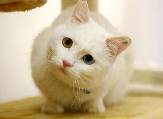 怎么看小猫是不是瘦 af595f3c45d04e4497bad197a659150a.jpeg