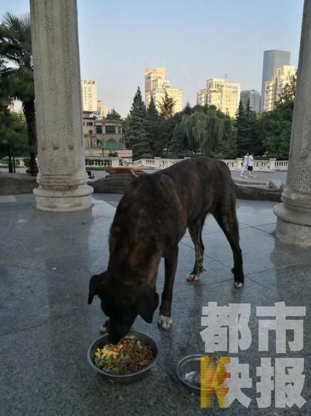 黑子是只普罗特猎犬,原产地在美国,属大型犬.