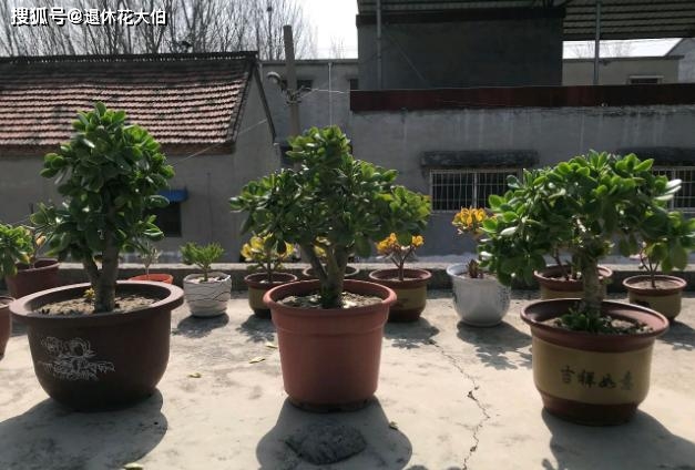 盆栽蓝莓用什么肥最好 2cc7cd01ed0e47a2847dcbc5482174af.jpeg