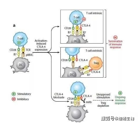 雾化吸入作用原理与适应症是什么_雾化治疗的作用是什么(3)