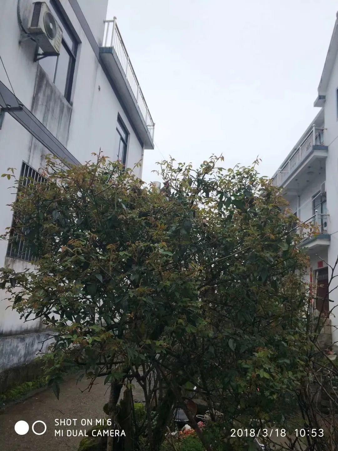 牡丹|熊孩子玩火烧坏，只剩树皮还能活？407岁古树