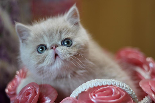 什么|【养宠经验】加菲吃什么肉罐头有益处？加菲猫吃罐头有什么益处？